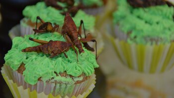Estos insectos mexicanos podrían ser