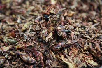 Estudiantes elaboraron harina a base