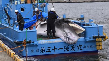Japón reinició la caza de
