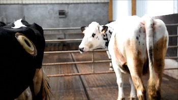 La organización L214 filmó el