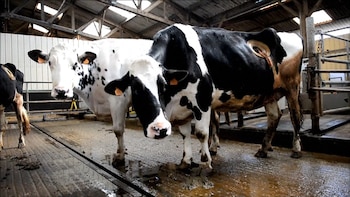 Las vacas son intervenidas quirúrgicamente