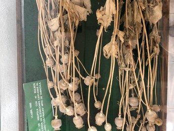 Una planta de amapola normal