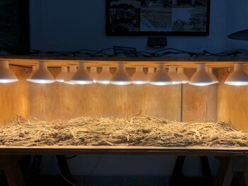 Secadero artificial de marihuana (Foto: