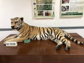 Tigre disecado encontrado en la