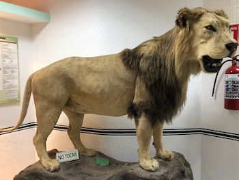 León disecado encontrado en la