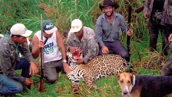 Utilizaban perros como carnada, para