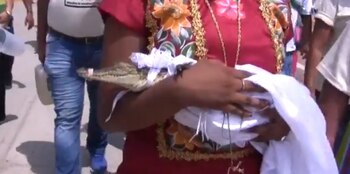 El reptil es entregado como