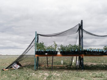 El primer experimento en Colorado