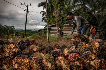 Descargando fruta de palma en