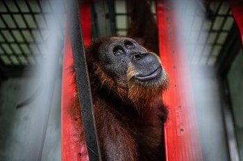 Hope, un orangután en Indonesia