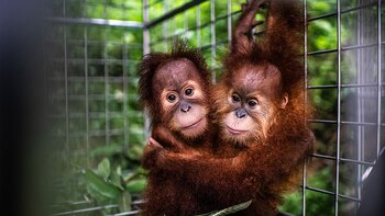 Orangutanes bebés rescadas en Indonesia