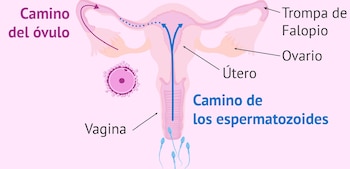 Recorrido que han de realizar