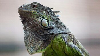 Una agencia estatal en Florida