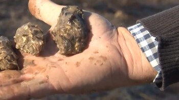 La ostra japonesa Crassostrea Gigas es oriunda de las costas asiáticas del Pacífico