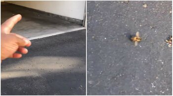 Algunas abejas permanecían vivas en el suelo pero daban tumbos y vibraban, incapaces de levantarse (Foto: captura de pantalla @RealKhaliU)