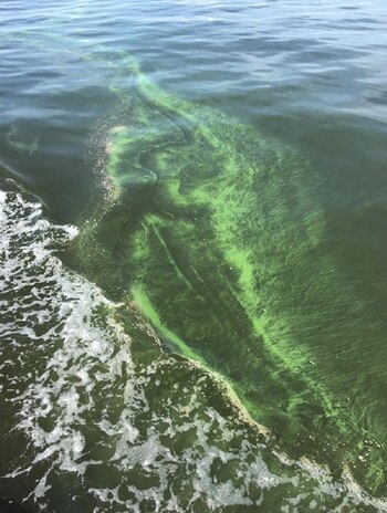 Los expertos temen que el