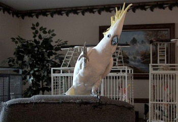 Snowball (Foto: Archivo)