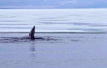 Es estudio del ADN de