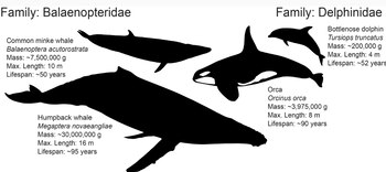 Uno de los gráficos que