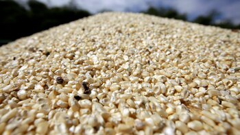 Maíz blanco en la granja