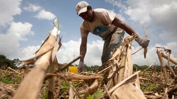 Un granjero recoge maíz en
