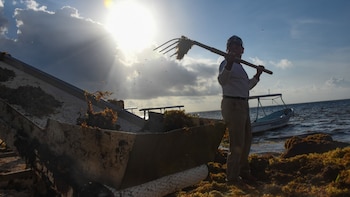 El sargazo tiene diferentes propiedades