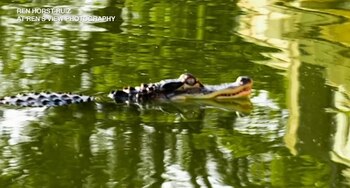 Según los expertos, el reptil