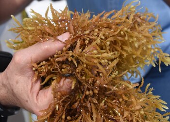 Las algas color marrón tienen