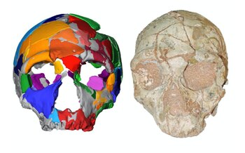 Una imagen compuesta del cráneo