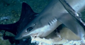 Los tiburones generalmente nadan solos,