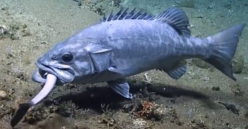 El mero se ocultó en