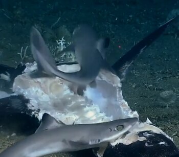 Los tiburones viajaban en un