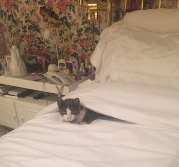 Con el objetivo de mostrar