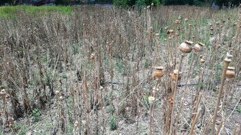 Sus captores los obligaron a