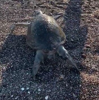 Animales marinos han aparecido muertos