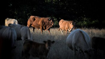 Los agricultores franceses son de