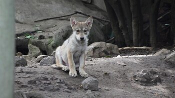 (Foto: Infobae, Juan Vicente Manrique)