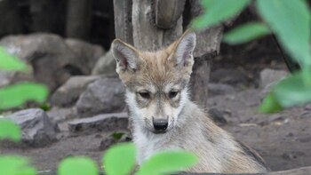 (Foto: Infobae, Juan Vicente Manrique)