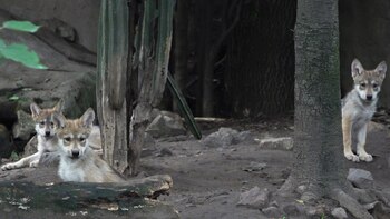 (Foto: Infobae, Juan Vicente Manrique)