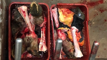 Restos de los caballos en