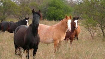 Una investigación asegura que detrás