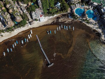Una mancha café de sargazo