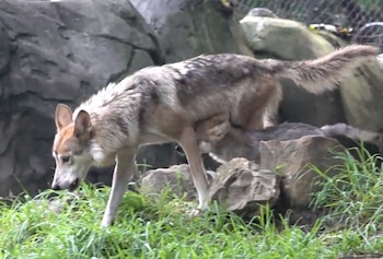 (Foto: Infobae, Juan Vicente Manrique)