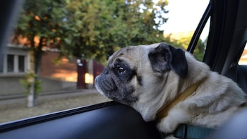 PetDrive da servicio en la