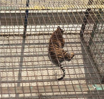Un tigre que será asesinado para usar sus huesos como “medicina”.