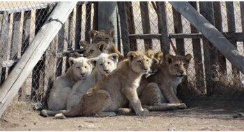 Los cachorros de león y tigres son separados de sus madres para ser criados en cautiverio.