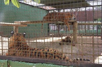 “Estas instalaciones solo proporcionan las necesidades mínimas para que los felinos sobrevivan, como alimentos y agua. Además, numerosos lugares de entretenimiento ofrecen ver a los tigres actuar en espectáculos y tomarse fotografías con ellos. En algunos de estos lugares, también puede comprar productos de tigre”.