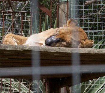Tigres y leones esperan morir en manos de cazadores, que los atrapan casi dentro de sus jaulas, para luego ser descuartizados por sus huesos.