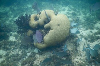 Los investigadores gestionarán con las