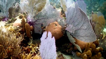 Los cuerpos coralinos eran desconocidos